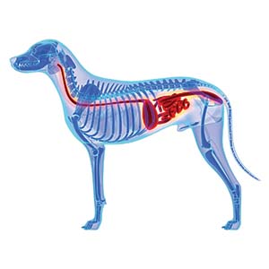 Graphic of a dog's digestive system.