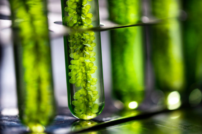 Biotechnology startup receives investment to expand sustainable Omega 3 production using microalgae