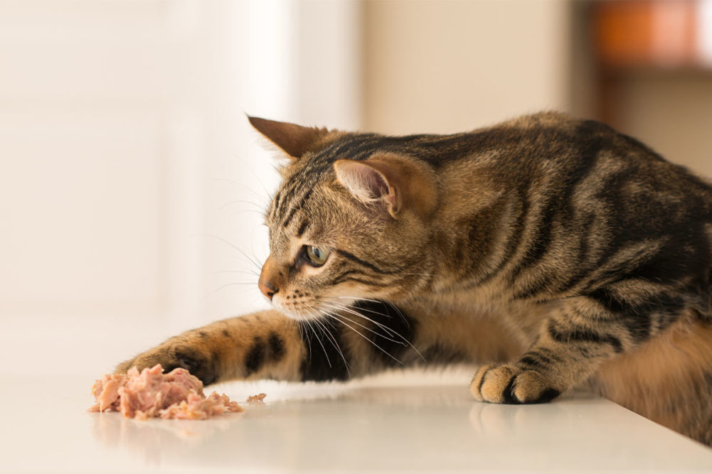 Packaged Facts releases lastest report of pet food sales in the United States