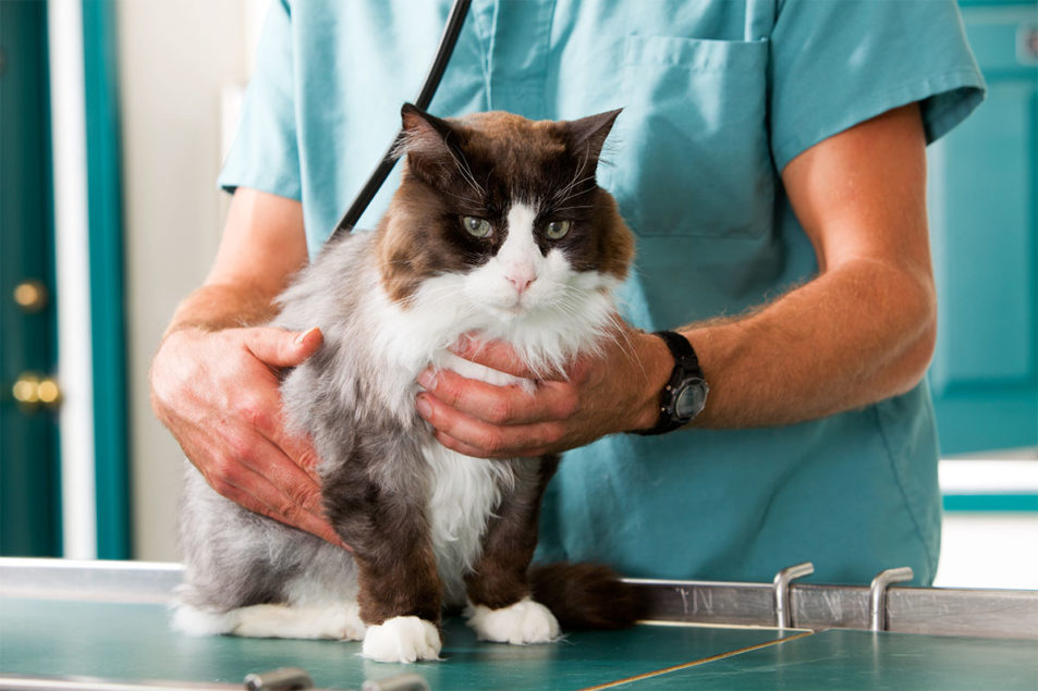 Canadian Animal Health Institute details increases in pet ownership, medicalization