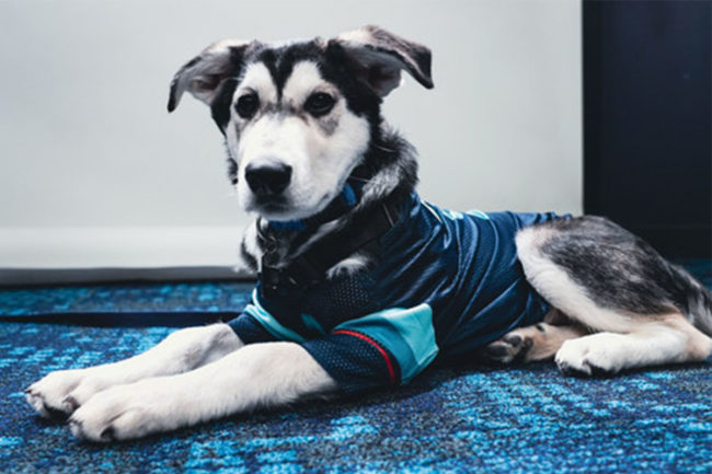 Seattle Kraken's first official team dog Davy Jones, in partnership with Canidae Pet Food