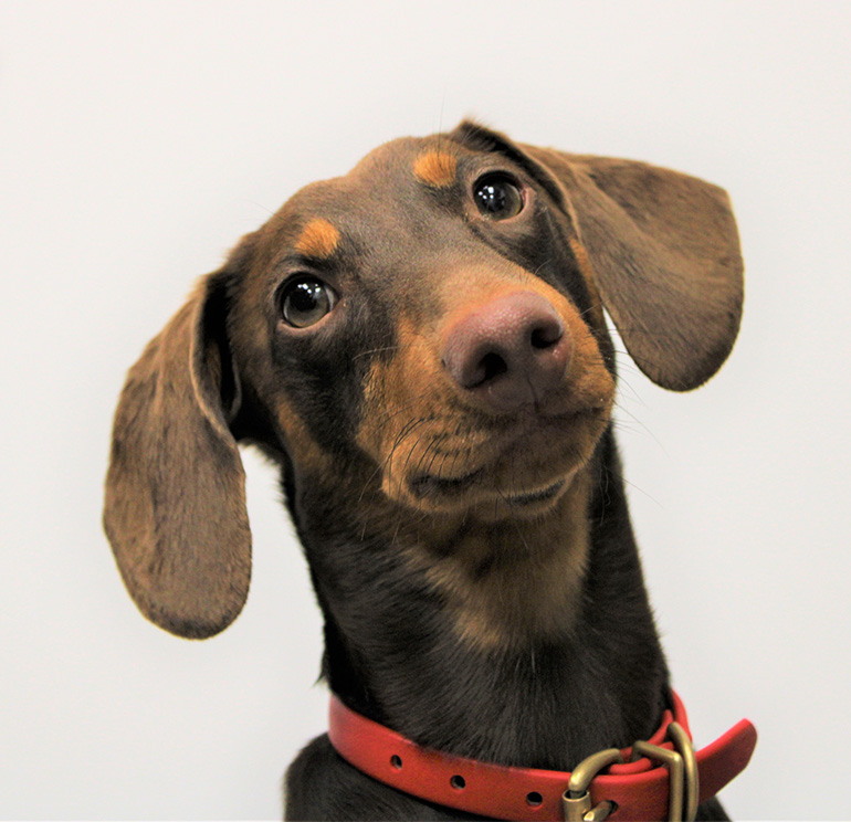 Gus, a two-and-a-half-year-old miniature dachshund.