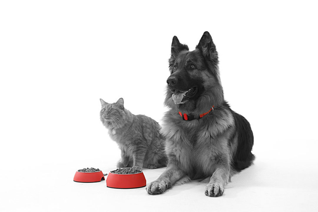 Red Collar Pet Foods has appointed Jim Cohen to president and chief executive officer