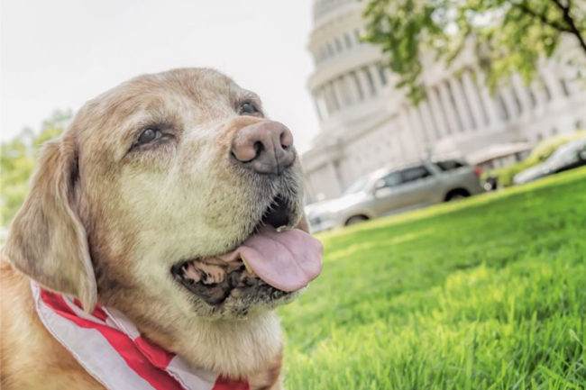Pet Food Institue welcomes South Dakota legislator to Congressional Pet Caucus leadership