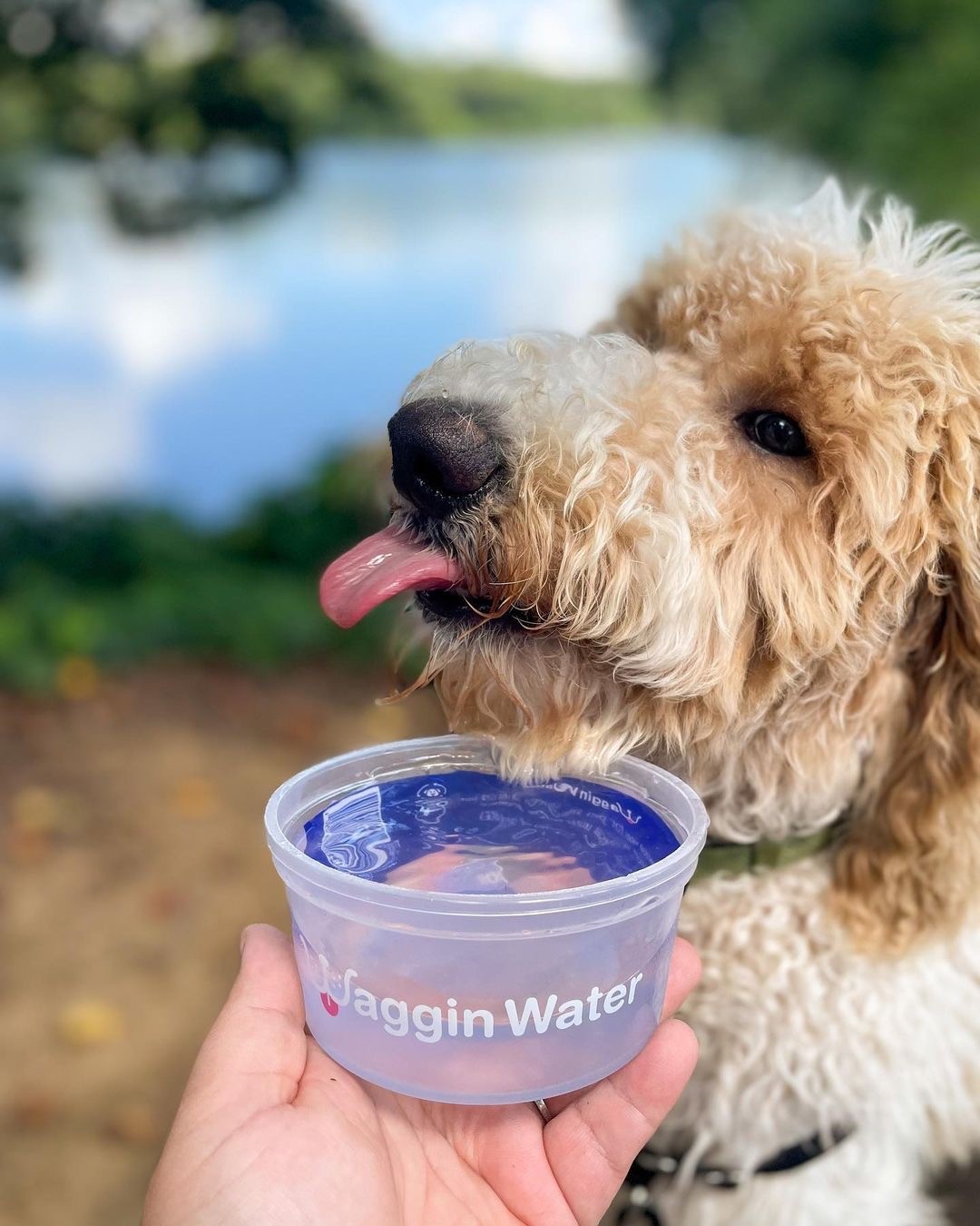 Golden doodle drinking Waggin Water