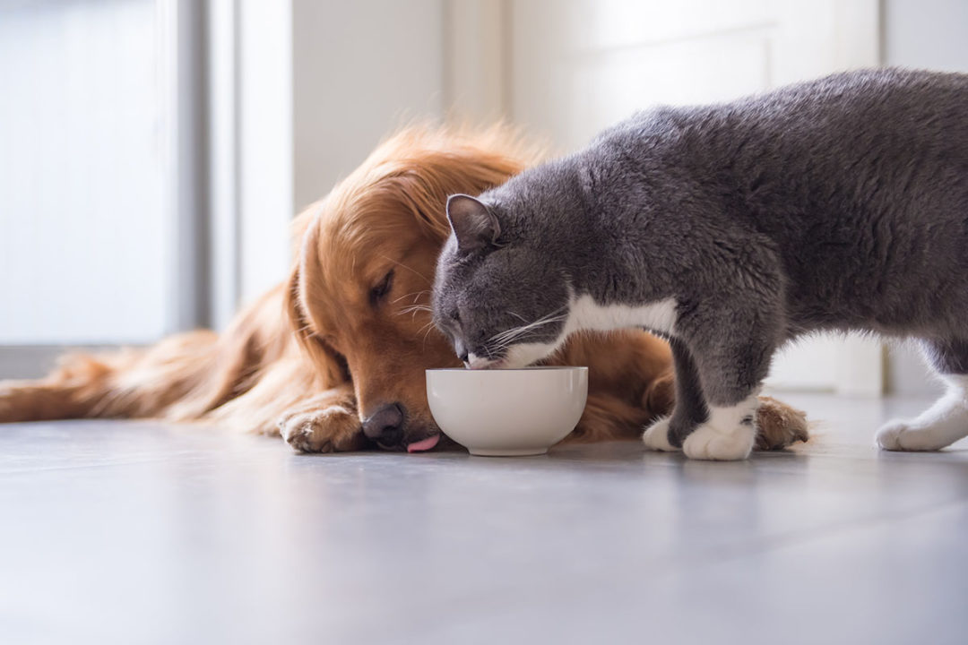 Symrise acquires Wing Pet Food