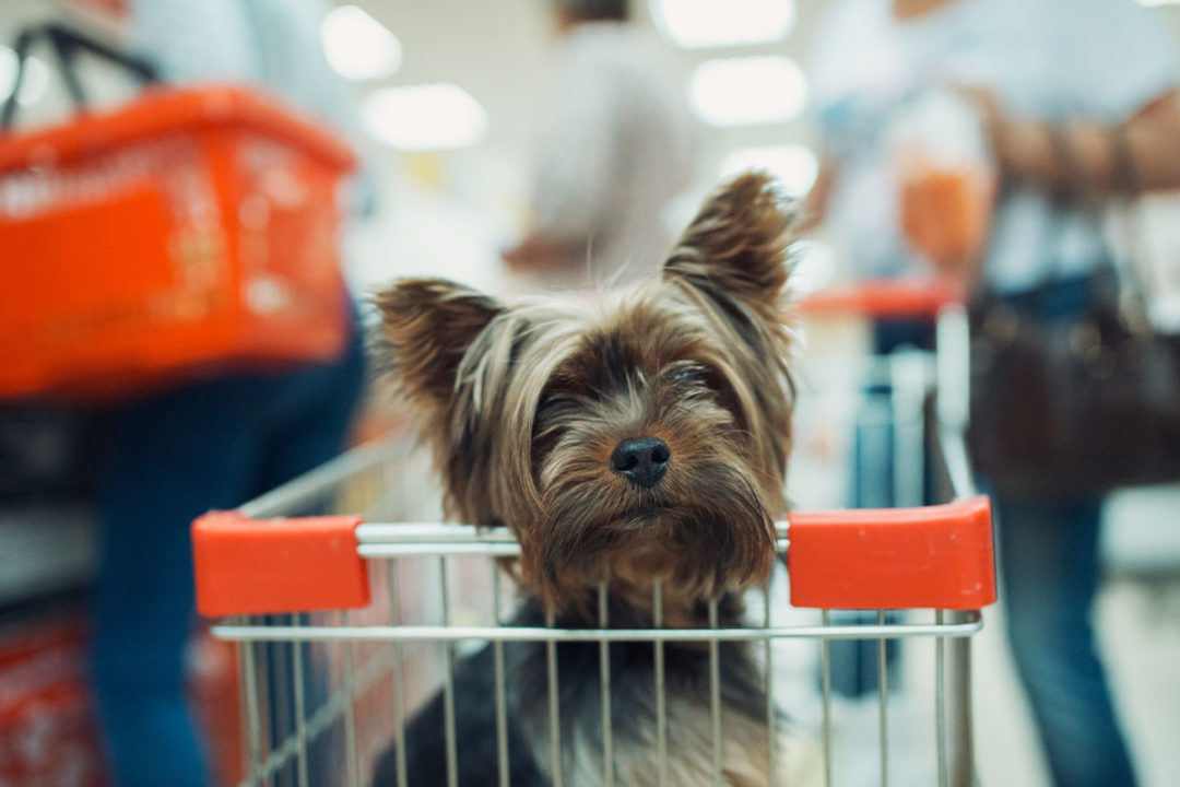 NielsenIQ shares latest pet care market research at Global Pet Expo 2022