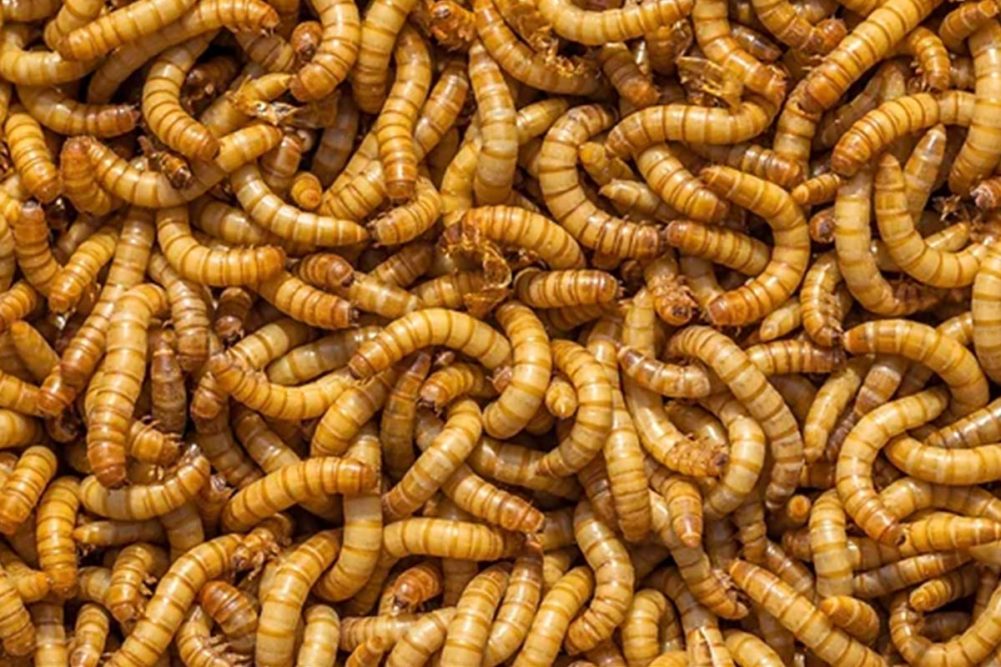 Ynsect acquires Jord Producers, a producer of mealworms