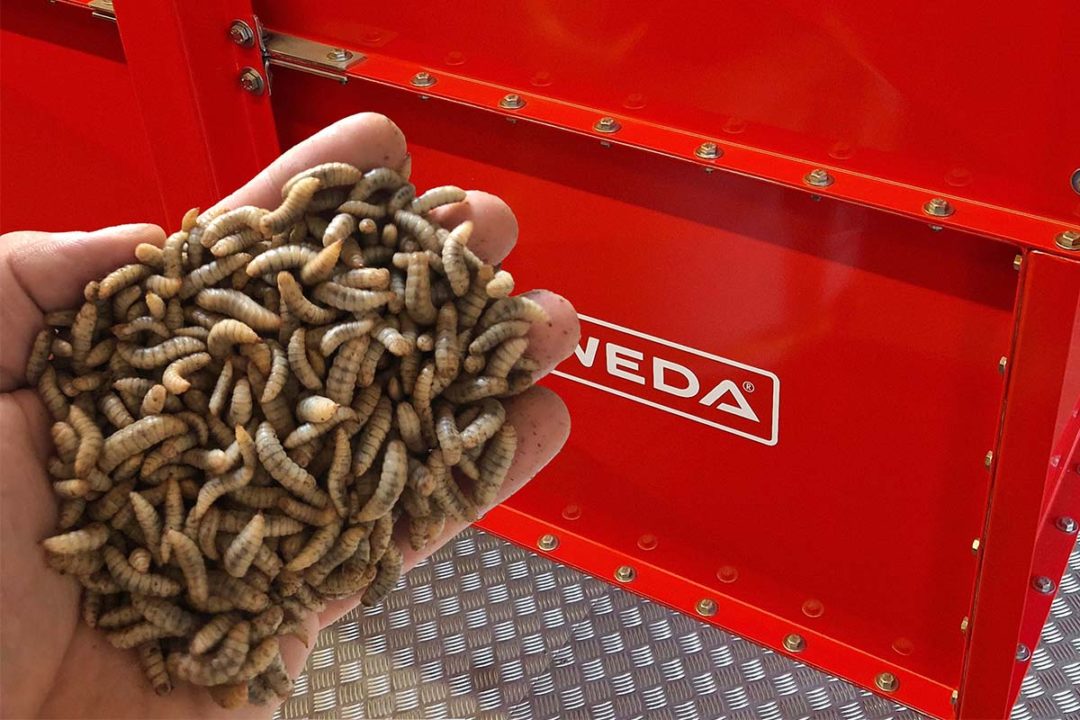 WEDA produces black soldier fly larvae (BSFL) and other insects for companies like HiProMine to use in animal and pet food