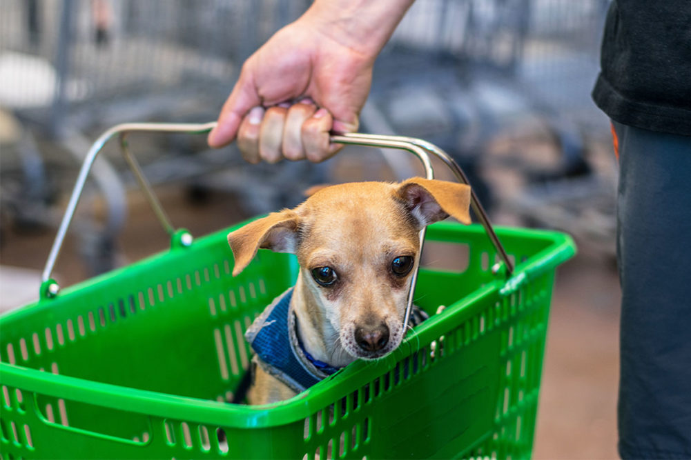 Pet owners shifting back toward in-person shopping