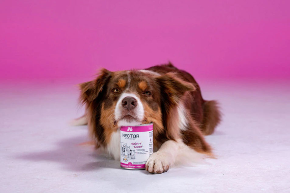 Real Pet Food expands portfolio with acquisition