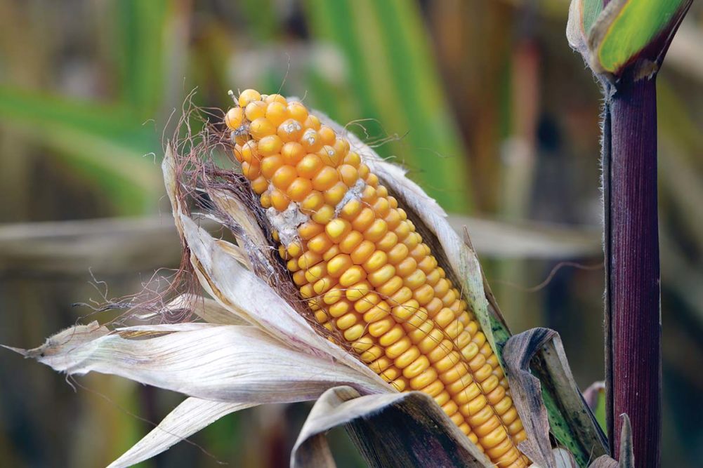 Experts weigh in on how to prevent deadly outbreaks and costly recalls caused by mycotoxins.