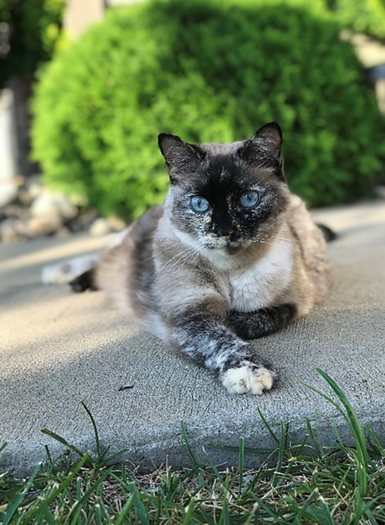 Maci, Amy Teskinsky's pet cat