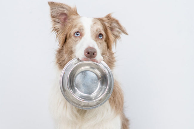 NielsenIQ details growth in pet food label claims