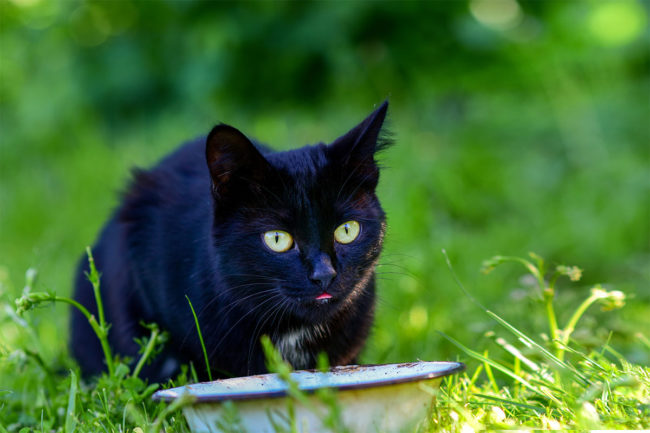 Black cat eating cat food outside