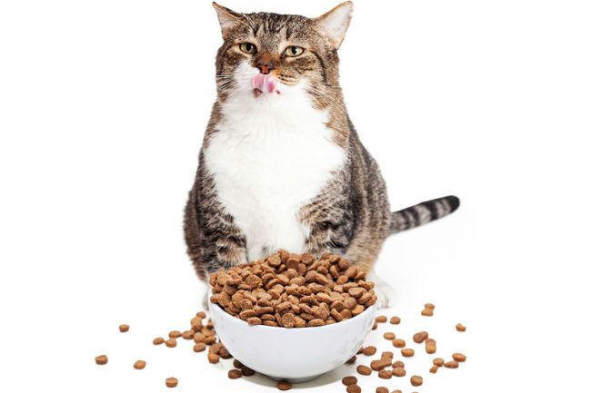 Researchers from the University of Guelph explore the use of choline as a food supplement in helping feline obesity