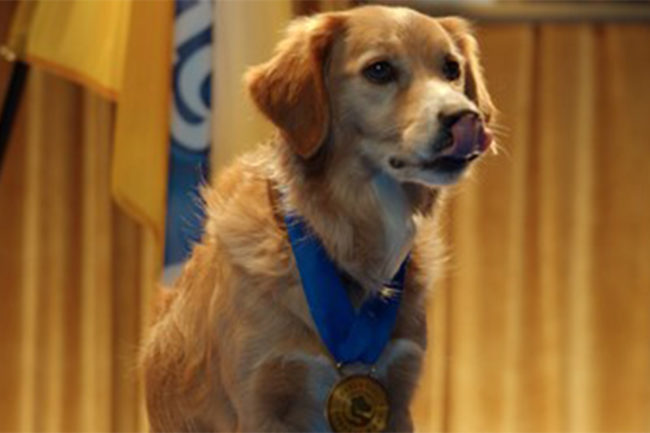 PEDIGREE launches Essential Support Dog program