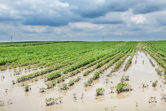 FDA announces new resource for human and animal food producers affected by crop flooding