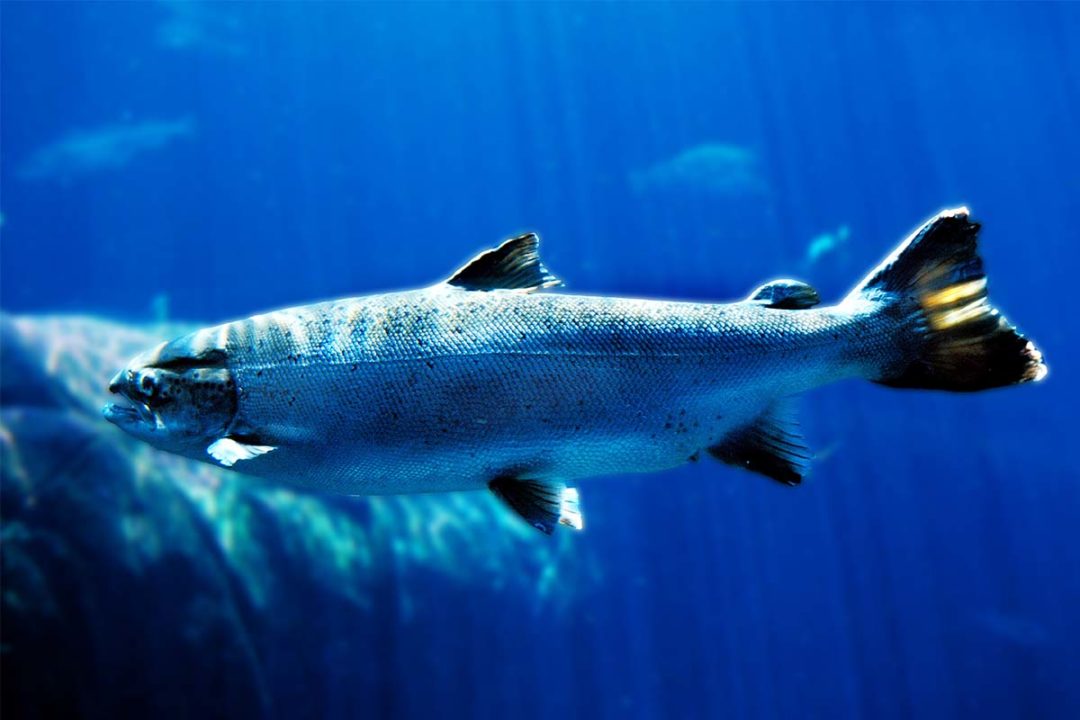 GAP introduces new Atlantic salmon animal welfare certification