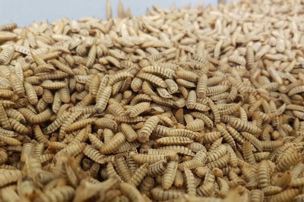 Buhler's new Insect Technology Center will help advance insect production for use in human and pet food