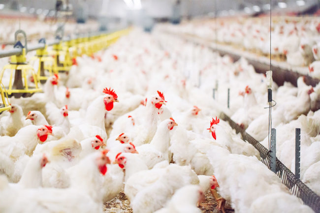 Understanding the risk environment and strategies for mitigating highly pathogenic avian influenza.