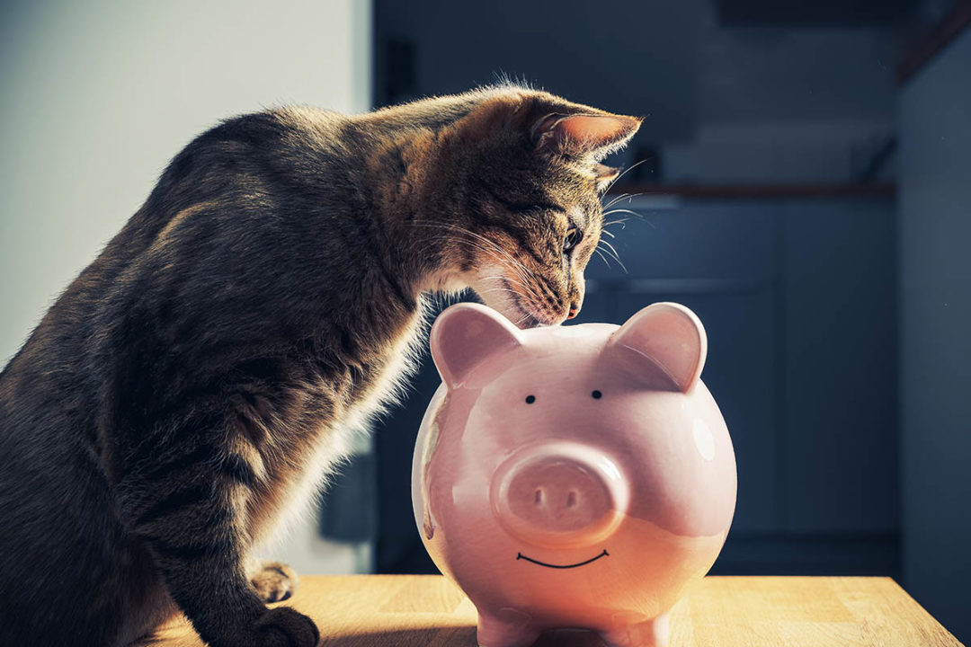 Rising costs and their impact on pet food purchasing in the United States