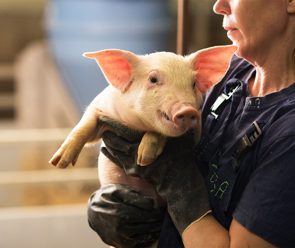 Because ASF can spread through handlers’ clothing, farm equipment and uncooked pork products, additional sanitary precautions are critical.