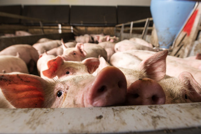 African swing fever presents potential threat to US pork industry, pet food industry