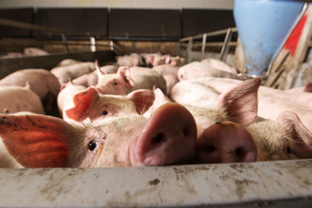 African swing fever presents potential threat to US pork industry, pet food industry