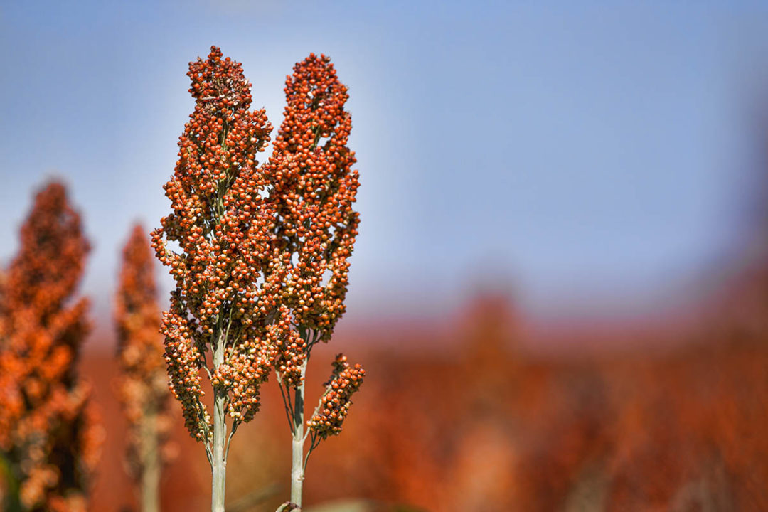 Academic institutions receive funding for sorghum crop research