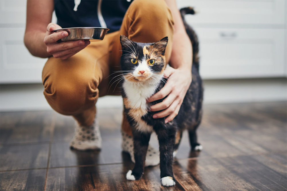 Packaged Facts details rise in senior pet ownership | Pet Food Processing