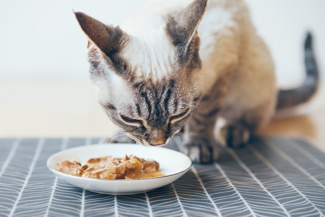 Kemin's new palatant line PALIVATE is designed specifically for wet cat food formulas
