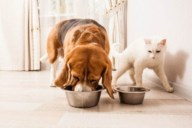Researchers from the University of Sao Paulo, Brazil, measure environmental impacts of dry pet foods, wet pet foods, and homemade diets