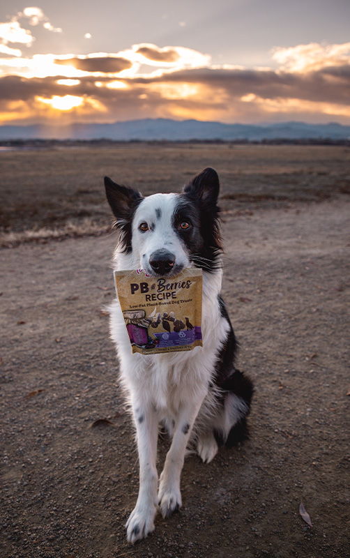 Tender & True introduces plant-based canine treats