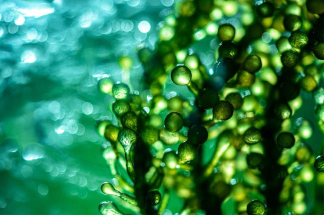 Corbion to sell emulsifying business and focus on algae ingredients
