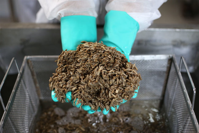 Flylab produces BSF-based ingredients for use in animal feed and pet food
