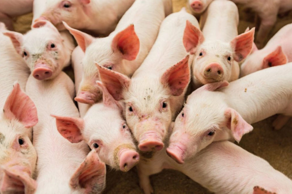 USDA reveals progress on vaccine for African swine fever