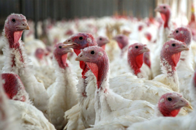 The latest HPAI outbreak impacted a flock of turkeys