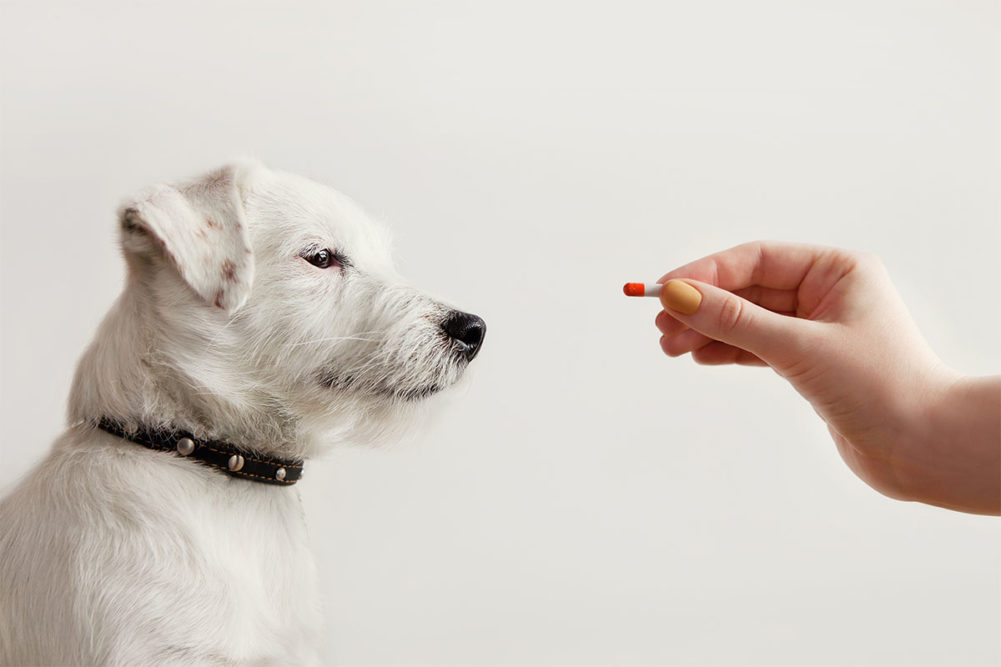Mars Petcare's Waltham Petcare Science Institute releases new CBD study on dogs