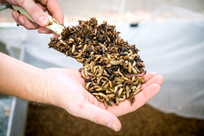 Nutrition Technologies to export insect-based ingredients for use in animal nutrition to Europe