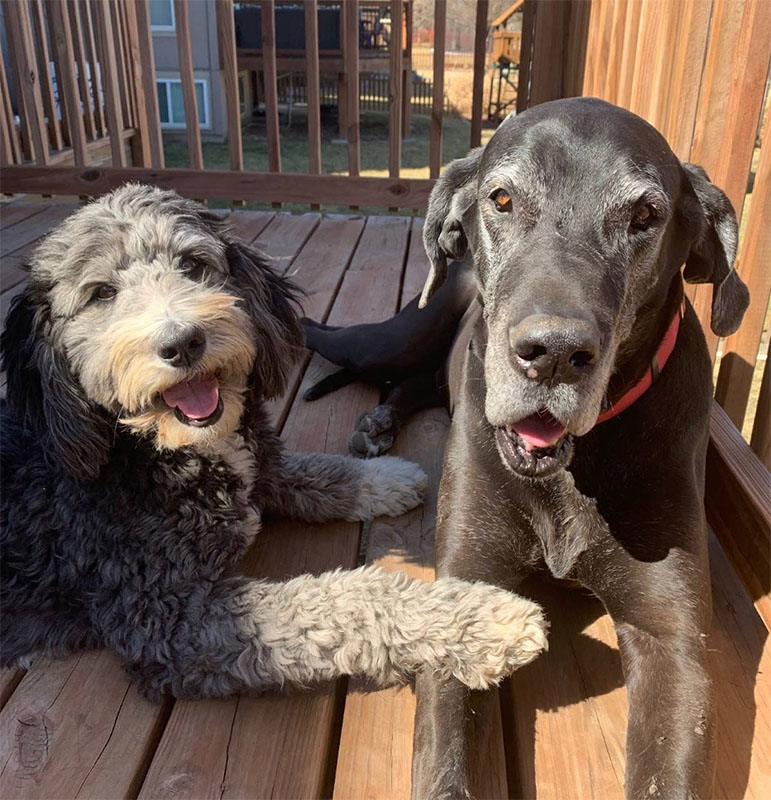 Ramirez's dogs Willow (left) and Savannah (right)