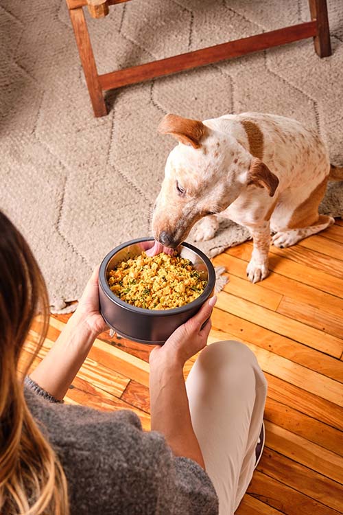 Dog being fed Dog Standards' fresh, human-grade dog food
