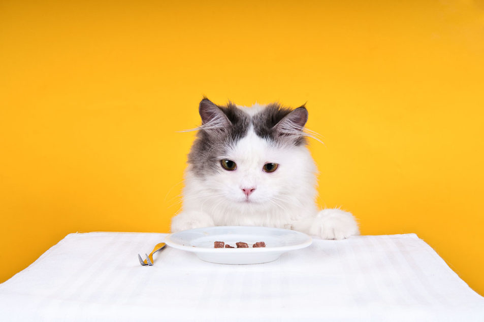 Wellness, personalization and sustainability: trends driving pet nutrition