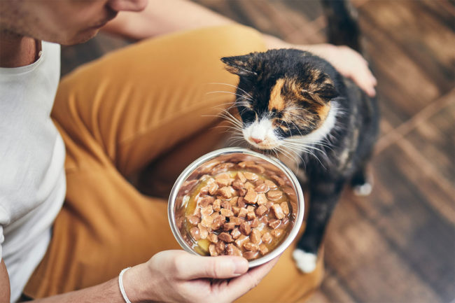 Top four trends set to influence the pet food and treat industry