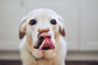 Understanding flavor through a pet's eyes, nose and mouth