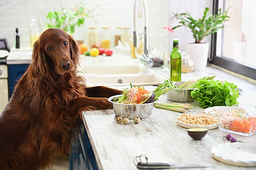 Fresh/frozen pet food is on the rise