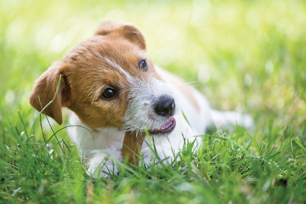 Long-lasting chew trends in the pet nutrition space