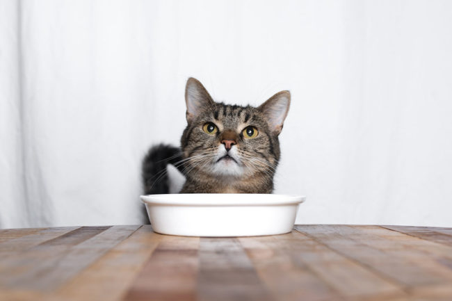 IVH and ZZF release new pet market and pet food data in Germany