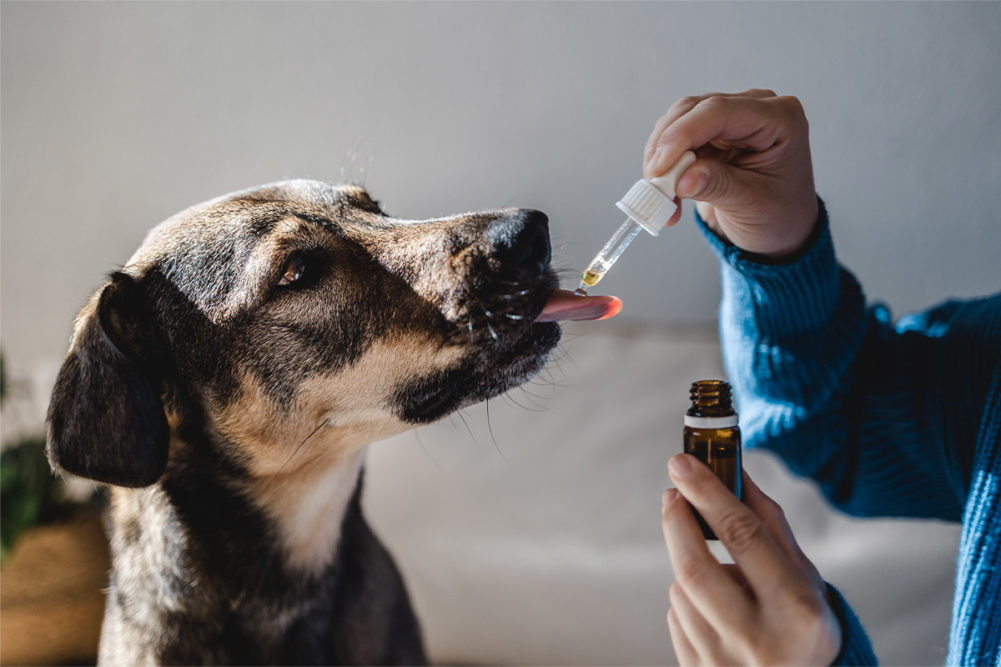 Recent CBD research points to safety for pets