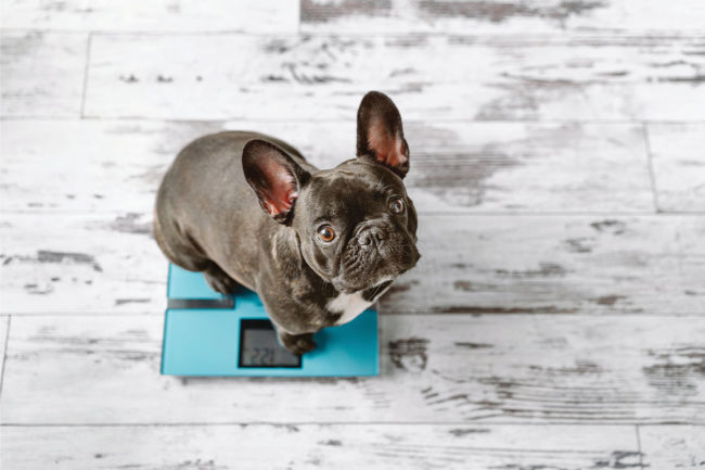 Formulating pet food for weight management